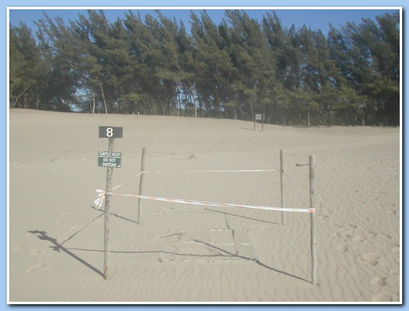 Turtle nest